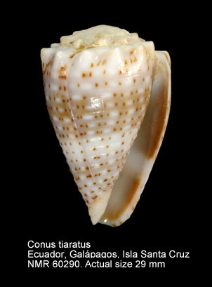 Conus tiaratus.jpg - Conus tiaratusG.B.Sowerby,1833